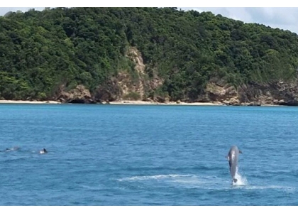 2018–10-03 鲸鲨、海豚群出没普吉